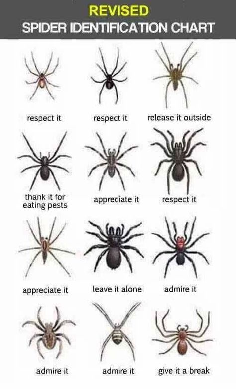 Now this is an identification chart I can get behind! #tarantula #spider #tarantulasofinstagram #thespinnerette #tarantulaheaven #arachnid Spider Identification Chart, Spider Chart, Spider Identification, Bug Identification, Life Science Activities, Types Of Spiders, Pet Spider, Natural Ecosystem, Arachnids