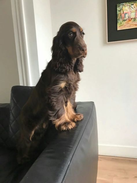 12 Of The Worst Things About Having A Cocker Spaniel - The Paws Chocolate English Cocker Spaniel, Cocker Spaniel Chocolate, Chocolate Cocker Spaniel, Show Cocker Spaniel, Field Spaniel, Black Cocker Spaniel, Huge Dogs, American Cocker Spaniel, Cocker Spaniel Puppies