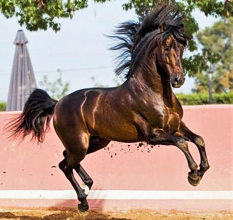 Spanish Horse Spanish Beauty, Horse Poses, Kathiyawadi Horse, Horses Photography, Spanish Horse, Horse Markings, Marwari Horses, Elegant Horse, Andalusian Horse