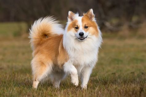 Sheepdog Breeds, Top 10 Dog Breeds, Icelandic Sheepdog, Spitz Dogs, Japanese Spitz, Norwich Terrier, Tibetan Terrier, Silky Terrier, Rat Terriers