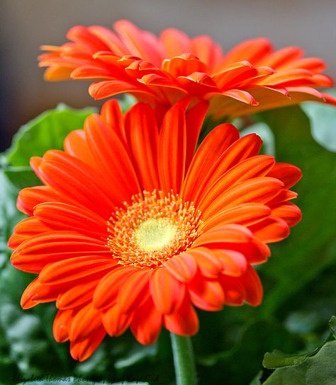 Gerbera Flower, Gerber Daisies, Wallpaper Flower, Gerbera Daisy, Orange Flower, Flowers Art, Gardening Supplies, Shades Of Orange, Flower Pictures