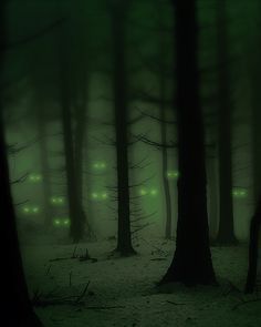 Creepy Woods, Dark Green Wallpaper, Forest Backdrops, Halloween Photography, Dark Green Aesthetic, Photography Backgrounds, Green Backdrops, Forest Illustration, Purple Halloween