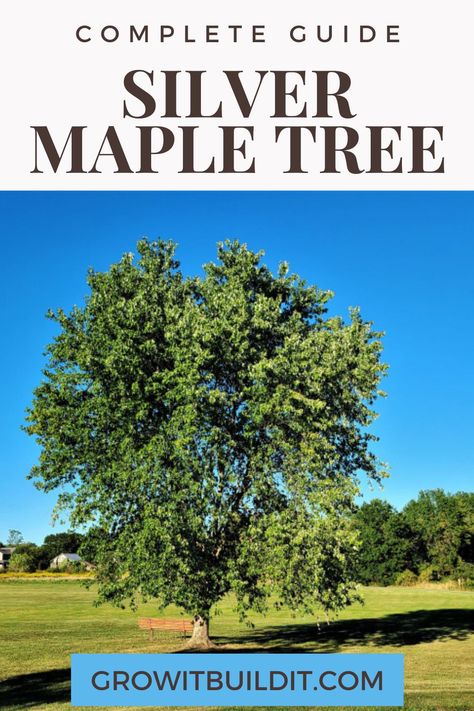 Silver Maple is a deciduous, medium-sized tree native to North America. Scientifically known as Acer saccharinum, it grows 50-100’ tall in full sun and wet to medium-moist soil. One of the fasted growing trees at can grow 3-7’ per year in optimum conditions. Numerous species of wildlife eat the seeds. Acer Saccharinum, Silver Maple Tree, Growing Trees, Tree Identification, Maple Tree, Growing Tree, Soil, North America, Landscaping