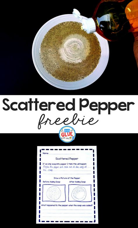 The scattered pepper science experiment is a classic that always produces jaw-dropping results. Teachers love it because it's easy to set up and clean up and students love it because it's magic! Watch as pepper mysteriously scatters at the first hint of soap in the dish. Pepper Experiment, Kindergarten Science Activities, First Grade Freebies, Kindergarten Classrooms, Kindergarten Freebies, Simple Science, First Grade Science, Third Grade Science, Science Activities For Kids