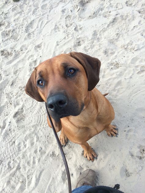 Rhodesian Ridgeback Puppies, Rhodesian Ridgeback Dog, Pretty Dogs, Rhodesian Ridgeback, Pet Life, Baby Dogs, Beautiful Dogs, Mans Best Friend, Dog Pictures