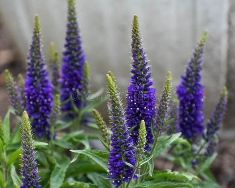 Veronica Speedwell Perennial Purple Illusion Stock Photo - Image of tickled, gardening: 183594656 Veronica Speedwell, Purple Illusion, Perennial Flowers, Flowers Blooming, Flowers Perennials, Ideas For, For The, Cottage Garden, In The Garden