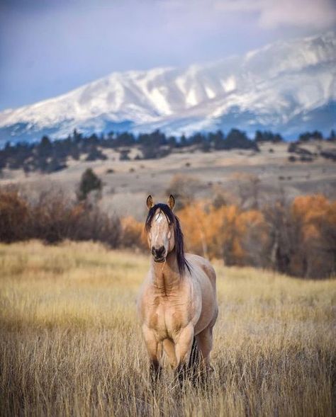 Montana Aesthetic, Arabic Horse, Montana Living, Wild Horses Photography, Mustang Horse, Rodeo Life, Types Of Horses, Horse Aesthetic, Majestic Horse