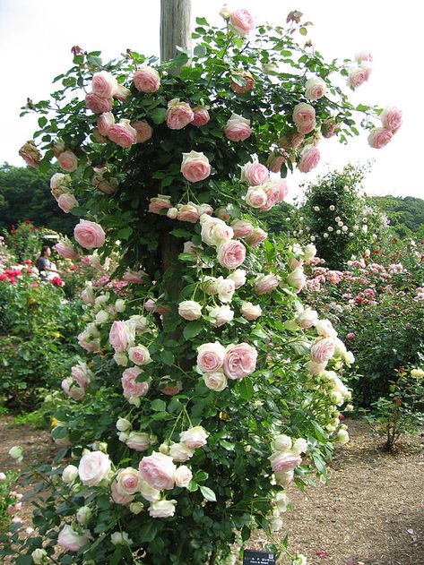 Purple Climbing Roses, White Climbing Roses, Eden Rose, Rose Garden Design, Garden Obelisk, Climbing Rose, Climbing Roses, Climbing Plants, Garden Cottage