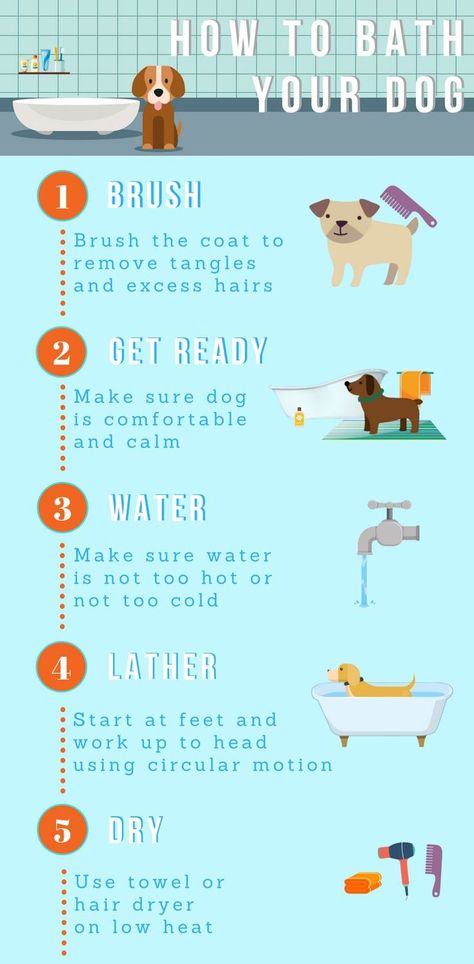 How To Give A Puppy A Bath, Dog Hygiene Schedule, Dog Hygiene Routine, Dog Bath Essentials, Washing Dogs Tips Bath, How To Give Your Dog A Bath, How To Give Your Dog A Spa Day, Puppy Bath Tips, Dog Hygiene Tips