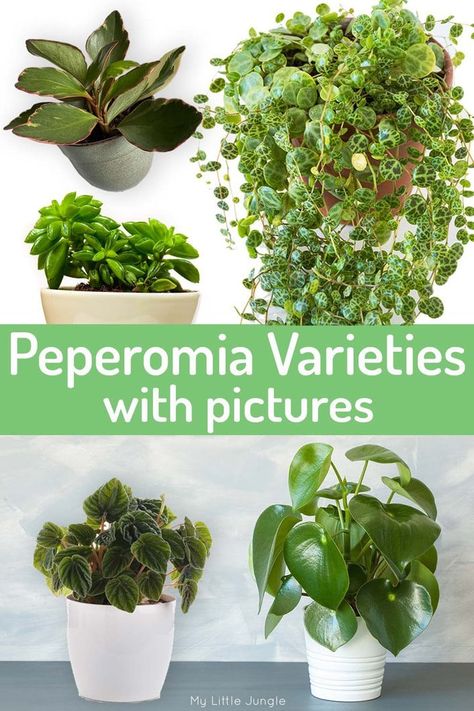 Peperomia Varieties with Photos - Types of Radiator Plants - My Little Jungle Types Of Peperomia Plants, Peperomia Varieties, Houseplant Collection, Succulent Varieties, Peperomia Plant, Future Garden, Spider Plant, Chinese Money Plant, Wellness Retreat