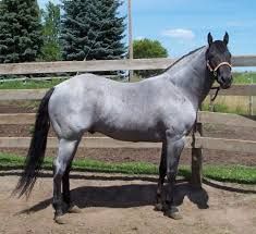 Blue Roan American Quarter Horse Roan Quarter Horse, Blue Roan Quarter Horse, Blue Roan Horse, Roan Horse, Quarter Horse Stallion, Horse Beautiful, Gray Horse, 3 Horses, Blue Roan