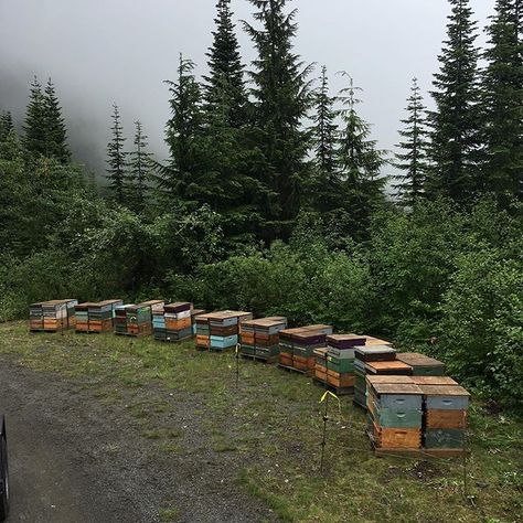 Bee Farming, Beehive Farm, Honey Farm, Bee Keeping Aesthetic, Beekeeping Aesthetic, Bee Farm Aesthetic, Eco Village Community, Beekeeping Photography, Bee Farming Beekeeping