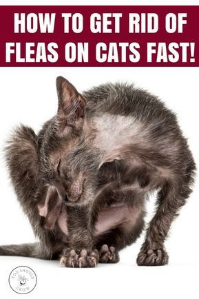 Fleas On Kittens, Fleas On Cats, Homemade Flea Spray, Kittens Care, Home Remedies For Fleas, Get Rid Of Fleas, Flea Remedies, Cat Medicine, Pet Remedies