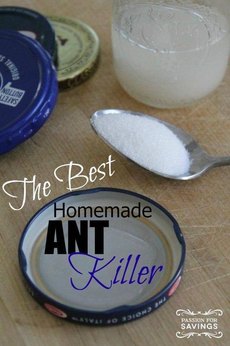 Ant Killer Recipe, Homemade Ant Killer, Ant Spray, Ant Repellent, Kill Ants, Rid Of Ants, Get Rid Of Ants, Ant Killer, Diy Pest Control