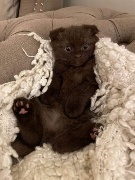 Chocolate Cat Aesthetic, All Brown Cat, Brown Cat With Brown Eyes, Brown Scottish Fold, Brown Fluffy Cat, Brown Cat Aesthetic, Chocolate Brown Cat, Dark Brown Cat, Chocolate Cats