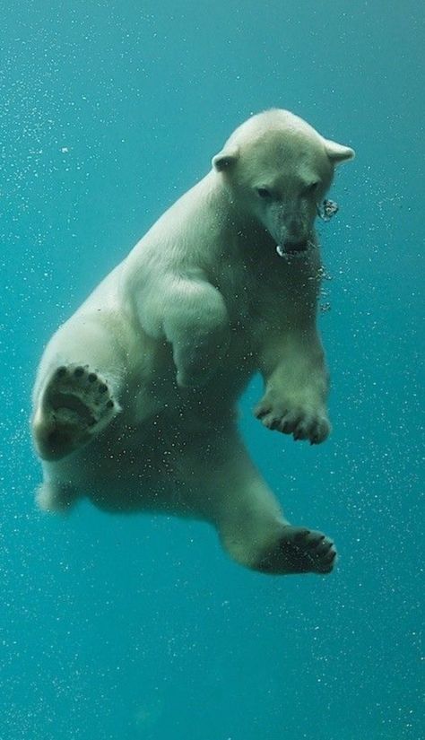 Polar Bear, Swimming, Paintings, Tattoos, Drawings, Water, Animals