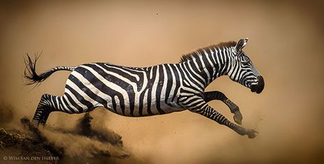 wildlife-photography-understanding-ethical-practices Zebra Pictures, Plains Zebra, Serengeti Tanzania, Wild Animals Photos, Zebras Animal, Pictures Of The Week, Small Pool, Animal Behavior, African Wildlife