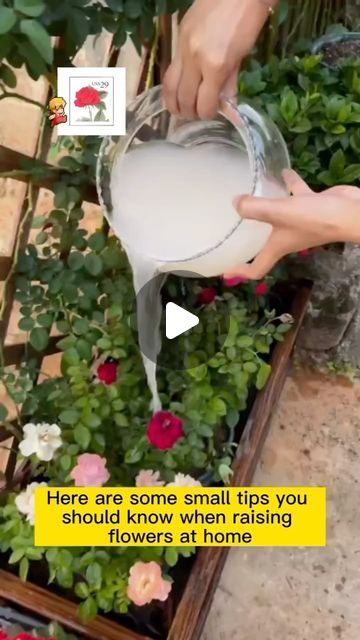 Seed to Flower on Instagram: "Homemade fertilizer‍♀️ - Raising flowers can be easy with these tips
-
👉 Know someone who might be interested in this? Tag them or share this with them! Let’s get everyone in on the green action!
-
Drop a ❤️ if you want more videos like this!
#gardening #garden #gardeningtips #gardenlife #gardeninspiration #gardenideas #gardenlove #gardendesign #gardenersofinstagram #gardenersworld #gardenphotography #gardenlovers #gardenart #gardenbeauty #gardenplants #gardenviews #gardenersparadise #gardeningcommunity #gardenaddict" Flower Garden Front Yard, Home Made Fertilizer, Wood Christmas Trees Diy, Homemade Fertilizer, Modern Steel Gate Design, Diy Fertilizer, Christmas Trees Diy, Wood Christmas Trees, Soil Amendments