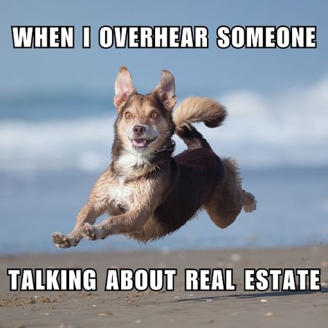 🙋‍♂️ "Oh, you're talking about real estate? Nothing gets my adrenaline pumping like real estate talk! 🏠 Whether it's tips on home staging or market trends, count me in! 💯 📈 Let's chat about your real estate goals today! 🏆🏡 #realestatememe #dogmeme #meme #realestateagentlife #househustler #clientfocused #yourrealestatepartner #realestateaddict #realestategeek #overhearingconversations #realestatespy #teamcitychic #meldabates #citychicfxbg Realtor Memes, Realtor Humor, Dog Marketing, Real Estate Marketing Plan, Pet Branding, Real Estate Goals, Real Estate Book, Real Estate Fun, Organic Dog Treats