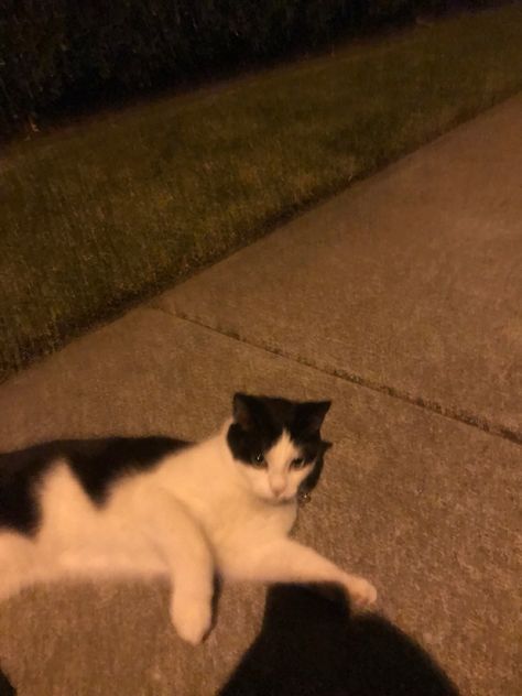 Night Shots Aesthetic, Stray Cat Aesthetic Night, Cats At Night Aesthetic, Staying Up All Night Aesthetic, Cat Night Aesthetic, Stray Cat Aesthetic, Cats At Night, Cat At Night, Cat Core