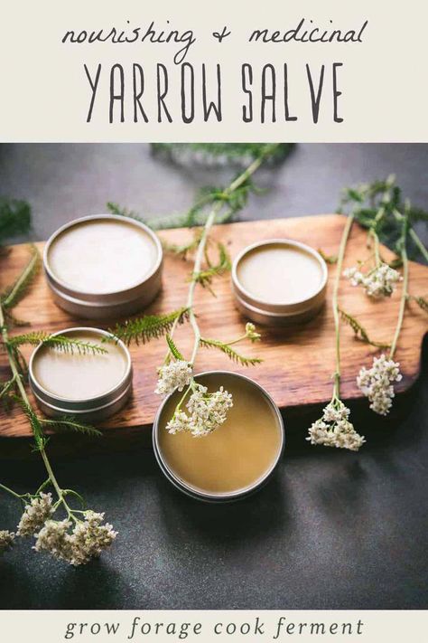 Get started with herbal skin care with our yarrow salve recipe. Known for its myriad of medicinal benefits, this herbal salve recipe combines the wonders of medicinal flowers with the art of herbalism. A must-try for those looking for natural remedies to nourish the skin. #HomeRemediesToCureCold Golden Rod Salve Benefits, Yarrow Salve Recipe, Yarrow Benefits, Yarrow Salve, Honey Salve, Herbal Salve Recipes, Medicinal Flowers, Yarrow Plant, Herbal Remedies Recipes