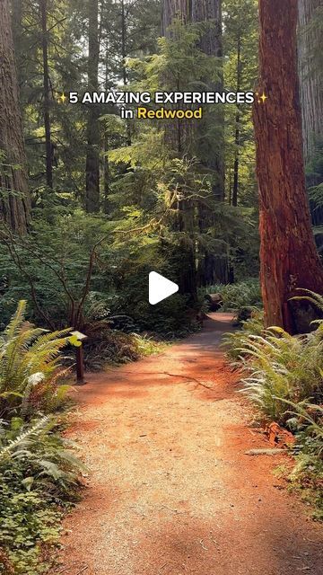 National Parks Guide on Instagram: "Straight out of a fairytale 🧚🏼‍♀️ Here are 5 amazing things to do in Redwood National & State Parks:

1️⃣ Fern Canyon - Make sure you get reservations ahead of time!

2️⃣ Lady Bird Johnson Grove - This is an easy and gorgeous hike through the magical redwood forest

3️⃣ Sleep amongst the giants - You can rent your own RV/van on RVshare @rvshare and stay at some of the most magical campgrounds in this country:
🚐 Jedediah Smith Redwoods Campground
🚐 Mill Creek Campground
🚐 Elk Prairie Campground
🚐 Panther Flat Campground
🚐 Humboldt Redwoods Campground
#rvsharepartner 

4️⃣ Wildlife - You can see the majestic Roosevelt elk, the unique banana slug, and even the life of tide pools on the coast

5️⃣ Grove of the Titans - this beautiful trail will take y Roosevelt Elk, Redwood National And State Parks, Banana Slug, Redwoods California, Fern Canyon, Fern Gully, Rv Van, Lady Bird Johnson, Redwood Forest