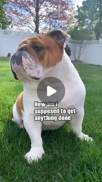 Jet The English Bulldog ✈️🐾 on Instagram: "Distraction!!!! 😍 #good #boy #sweet #handsome #petstagram #dogstagram #animals #kiss #funny" English Bulldog Funny, Kiss Funny, Cute Bulldog Puppies, Bulldog Funny, Cute Bulldogs, English Bulldogs, Good Boy, Bulldog Puppies, Funny Video