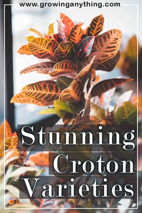 26 Stunning Croton Varieties: Embrace The Wild Range of Leaf Shapes & Colors Croton Varieties, How To Grow Taller, Plant Lighting, Oak Leaf, Plant Needs, Colorful Leaves, Types Of Plants, Light Orange, Leaf Shapes