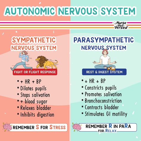 Pharmacology Autonomic Nervous System, Sympathetic And Parasympathetic Nervous System, Para Sympathetic Nervous System, Parasympathetic Vs Sympathetic, Sympathetic Vs Parasympathetic, Sympathetic And Parasympathetic, Pharmacy School Study, Nursing School Studying Cheat Sheets, Nervous System Anatomy