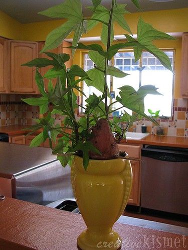 Sweet potato plant ~ Regina Lord of Creative Kismet Sweet Potato Plant Vine, Potato Plant, Sweet Potato Plant, Growing Sweet Potatoes, Pretty Plant, Sweet Potato Vine, Inside Garden, Potato Vines, House Plants Decor