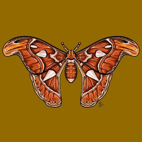 Atlas moth, last one for now / / #artist #drawing #artoftheday #instaart #artwork #painting #explore #artofinstagram #artistsofinstagram… | Instagram Atlas Moth Painting, Atlas Moth Art, Atlas Moth Drawing, Atlas Moth Tattoo, Moth Painting Acrylic, Moths Drawing, Moth Painting, Awareness Art, Moth Drawing