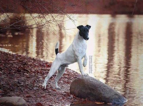 Smooth fox terrier Fox Terrier Smooth, Smooth Fox Terriers, Terrier Breeds, Fox Terriers, Group 3, Companion Dog, Bully Breeds, Fox Terrier, Rodents