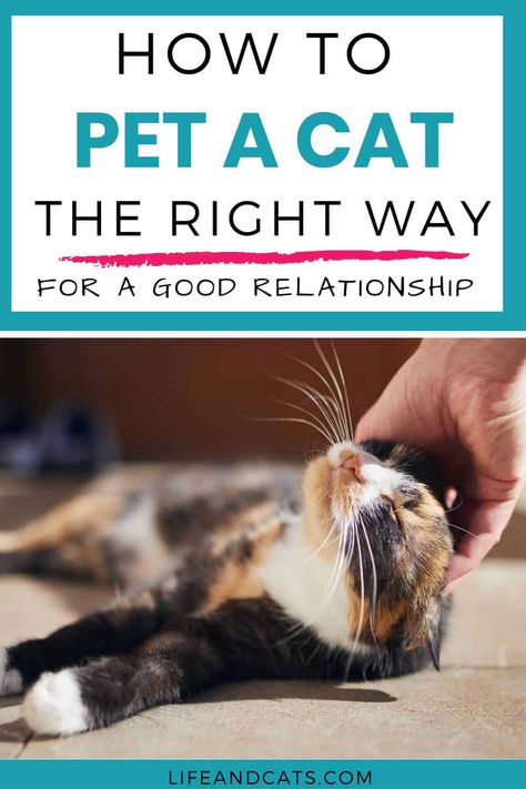 "Unlock the Secrets to Feline Affection! 🐾 Discover the purr-fect guide on how to pet a cat the right way. From chin scratches to gentle strokes, our comprehensive tips ensure you'll create a paw-sitive bonding experience with your feline friend. Whether you're a seasoned cat lover or a curious newbie, this pin will have you mastering the art of cat cuddles in no time. Click to learn more and enhance your kitty cuddling skills today! 😻🐱 Too Close For Comfort, Feeling Scared, Cat Cuddle, Cat Care Tips, Curious Creatures, Paws And Claws, Cat Top, Cat Health, Indoor Cat