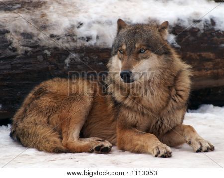 Story References, Wolf Pics, Mexican Wolf, Wild Wolves, Beautiful Wolf, Wolf Photography, Random Aesthetics, Wolf Photos, Wolf Spirit Animal