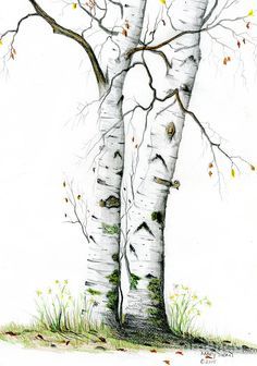 draw birch trees in pen - Google Search | Drawing | Pinterest ... Birch Tree Tattoos, Birch Painting, 자작나무 그림, Sketches Nature, Birches Painting, Birch Tree Art, Birch Tree Painting, Tree Sketches, Watercolor Tree