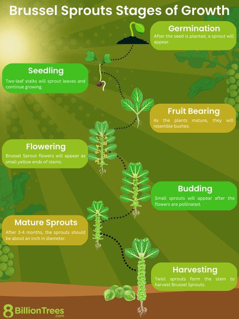 Growing Brussel Sprouts Gardens, How To Plant Brussel Sprouts, Brussel Sprout Garden, Growing Brussels Sprouts, How To Grow Brussel Sprouts Plants, Brussels Sprouts Growing, Growing Brussel Sprouts In Containers, Planting Brussel Sprouts, Grow Brussel Sprouts