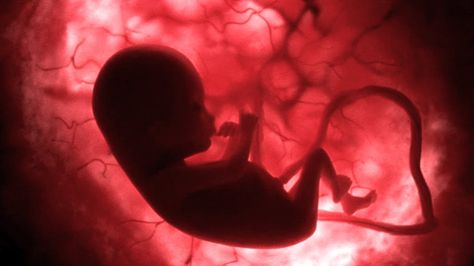 The narrative is everything Baby Development In Womb, Bebe Video, Baby In Womb, Walk For Life, Baby Stage, Baby Facts, Fetal Development, Baby Development, Test Tube