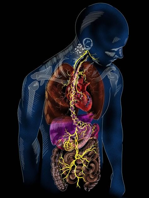 Nerf Vague, Nerve Anatomy, Nervus Vagus, Vishuddha Chakra, Medical Wallpaper, Brain Connections, Biology Art, Cranial Nerves, Gut Brain