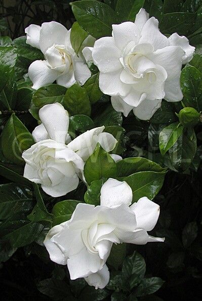 Gardina Flowers, Gardenias Flower, Gardenia Flowers, Gardenia Plant, Sweet Smelling Flowers, Jasmine Plant, White Gardenia, Flower Drawings, Fragrant Plant