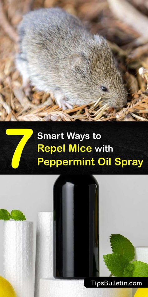 Peppermint Oil Spray Pest Control, Mouse Repellent Diy Peppermint, Repel Mice With Essential Oils, Diy Rodent Repellent Spray, Essential Oil For Mice Repellant, Peppermint Oil Uses Pest Control Mice, Essential Oil Mouse Repellent, Mice Repellent Essential Oils, Peppermint Spray For Mice