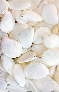 White Sea Shells, Decoration Shabby, She Sells Seashells, Simply White, White Sea, Shades Of White, White Aesthetic, All White, Pure White