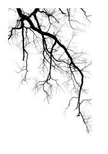 Ramas o raíces? Como es arriba es abajo. Como es adentro es afuera. Roots Aesthetic, Mary Jo Hoffman, Tree Sketches, Tree Silhouette, Tree Drawing, Beautiful Places In The World, Tree Art, Most Beautiful Places, 그림 그리기