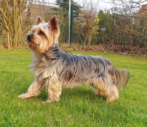 Silky Terrier vs. Yorkshire Terrier: Learn the Differences Before You Adopt Yorkshire Terrier Funny, English Terrier, Australian Silky Terrier, Yorkshire Terrier Haircut, Dandie Dinmont Terrier, Australian Terrier, Skye Terrier, Norfolk Terrier, Parson Russell Terrier