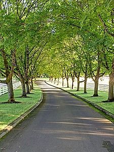 Lined Driveway, Beautiful Driveways, Driveway Entrance Landscaping, Long Driveway, Farm Entrance, Tree Lined Driveway, Driveway Entrance, Driveway Design, Driveway Landscaping