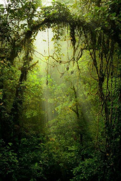 Trees & Vines Fairy Background, Ferns Garden, Monteverde, In The Jungle, Green Forest, Captain Hook, Tree Forest, Magical Forest, Enchanted Forest