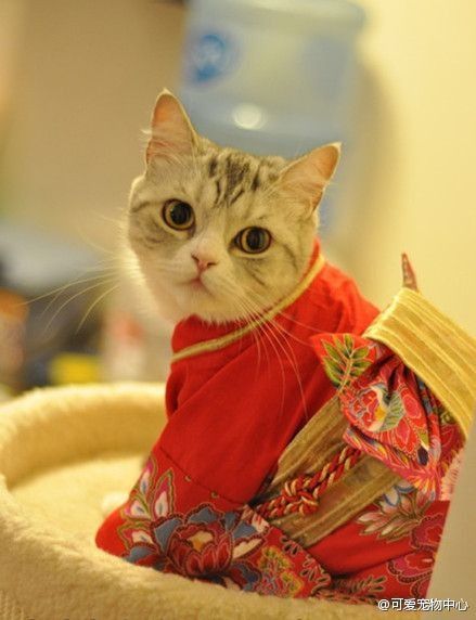 Image Chat, Japanese Cat, Here Kitty Kitty, Cat Costumes, I Love Cats, Kitty Kitty, Cat Clothes, Cats Meow, Cute Kittens