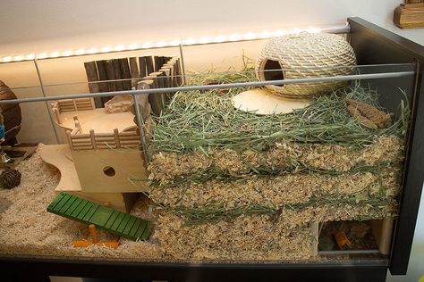 https://flic.kr/p/nVibZ6 | Right - deep substrate burrowing area | Deep burrowing substrate area + subterranean chamber Gerbil Cage Ideas, Hamster Terrarium, Teddy Hamster, Hamster Tank, Hamster Diy Cage, Hamster Enclosure, Hamster Cage Ideas, Gerbil Cages, Hamster Ideas