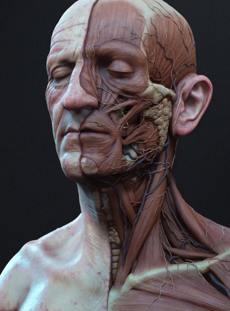 Head Anatomy, Facial Anatomy, Face Anatomy, Anatomy Sculpture, 얼굴 드로잉, 얼굴 그리기, Human Anatomy Drawing, Muscle Anatomy, Human Anatomy Art