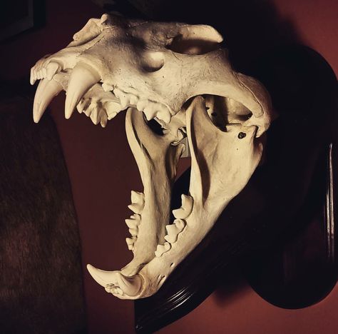 Lion Skull Reference, Lion Skull Drawing, Dnd Wendigo, Skulls Reference, Baroque Portrait, Skull Aesthetic, Lion Skull, Tiger Skull, Skull Reference