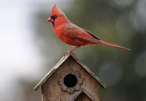 Your Cardinal Bird House Questions Answered Cardinal Bird House, Natural Household Products, Crafts Outdoor, Beautiful Birdhouses, Garden Decoration Ideas, Nesting Box, Cardinal Bird, How To Attract Birds, Outdoor Accents